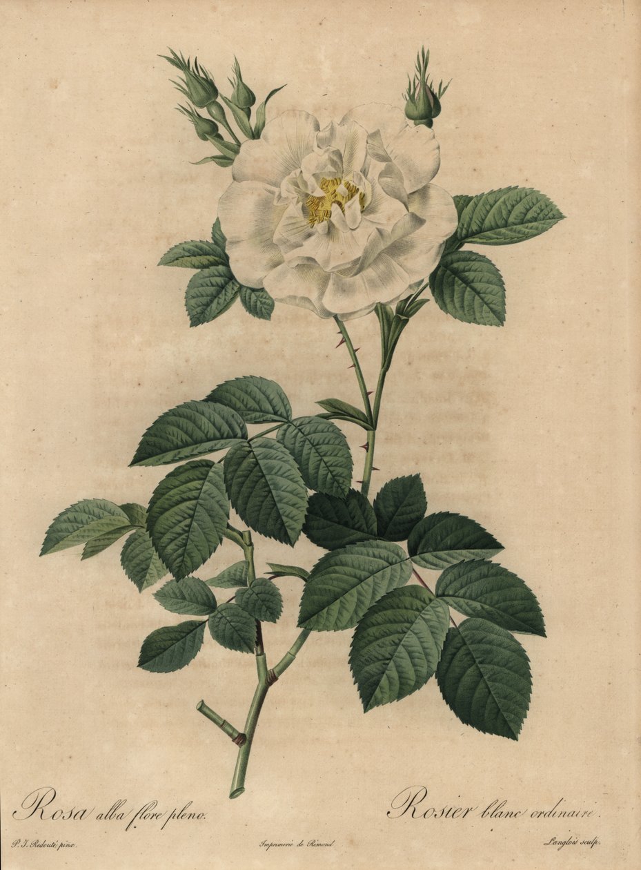 Weiße Rose, Rosa alba flore pleno, Rosier blanc ordinaire von Pierre Joseph Redouté