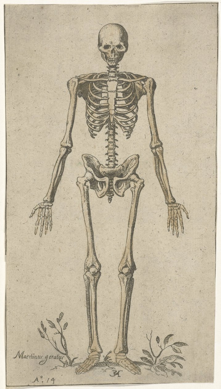 Männliches Skelett, von vorne gesehen von Pieter Feddes van Harlingen