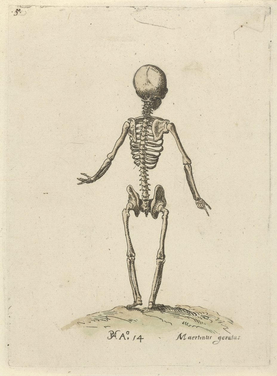 Skelett, von hinten gesehen von Pieter Feddes van Harlingen