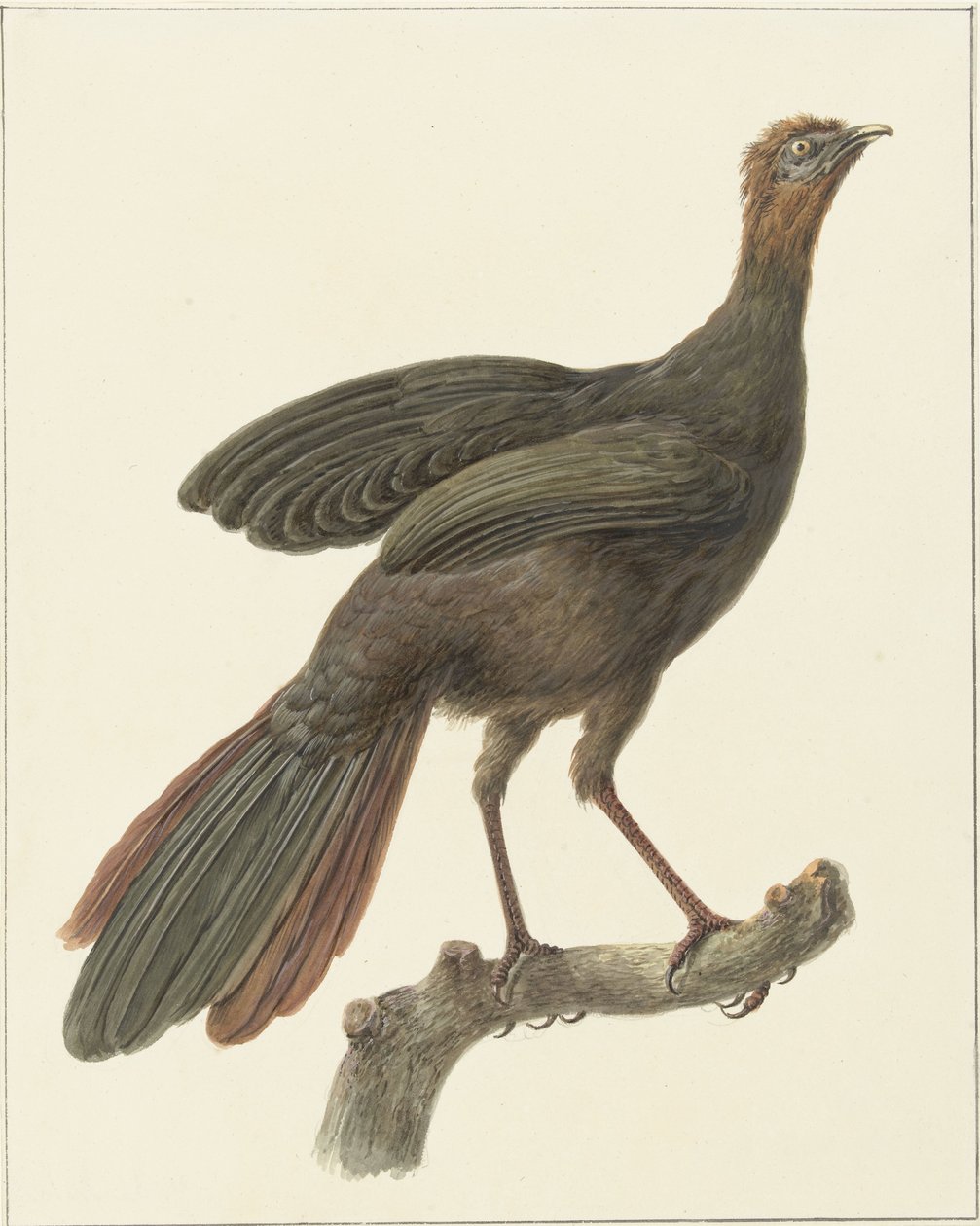 Schopfguan (Penelope purpurascens) von Pieter Pietersz. Barbiers