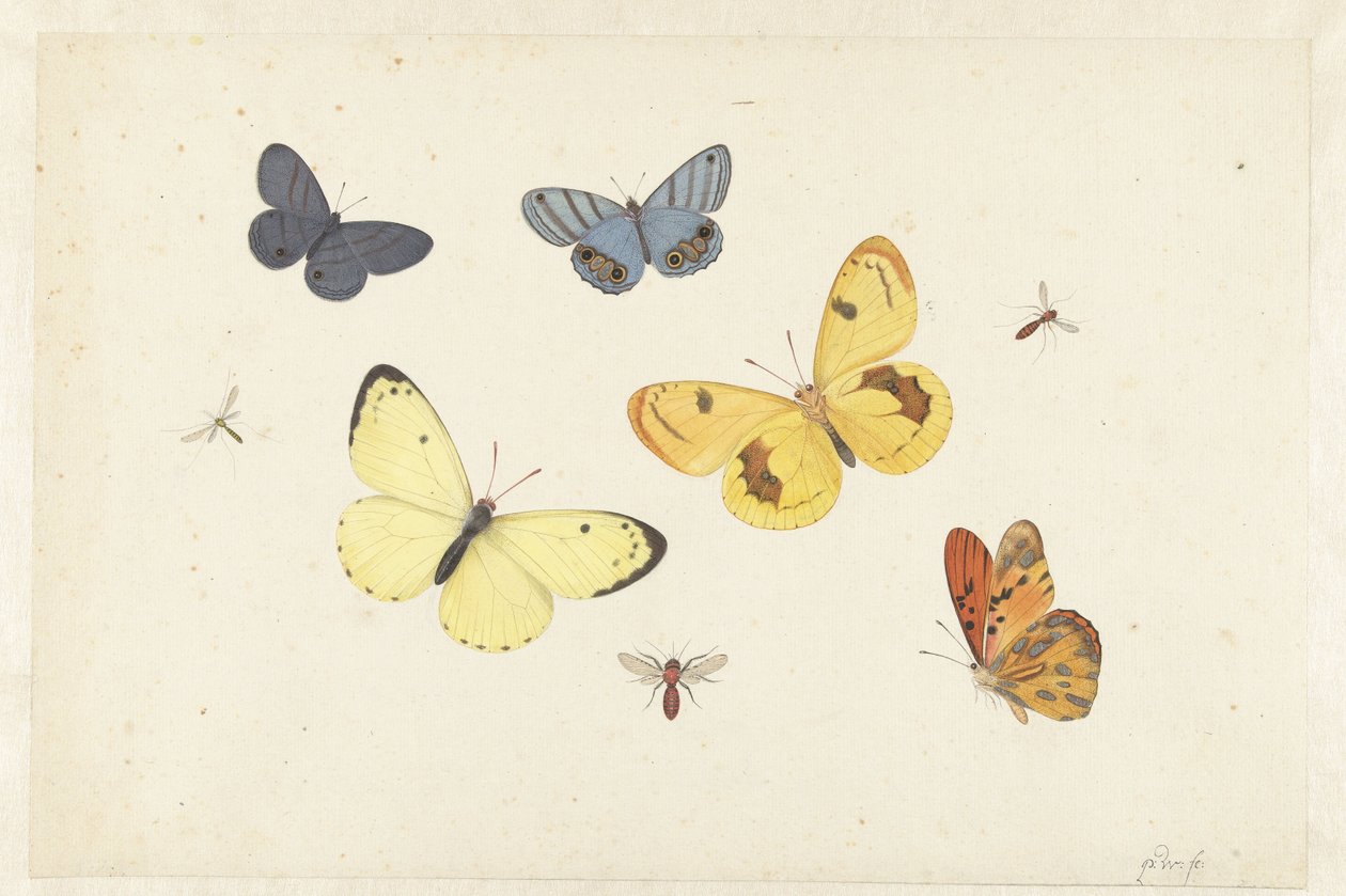 Blatt mit fünf Schmetterlingen, einer Wespe und zwei Fliegen von Pieter Withoos