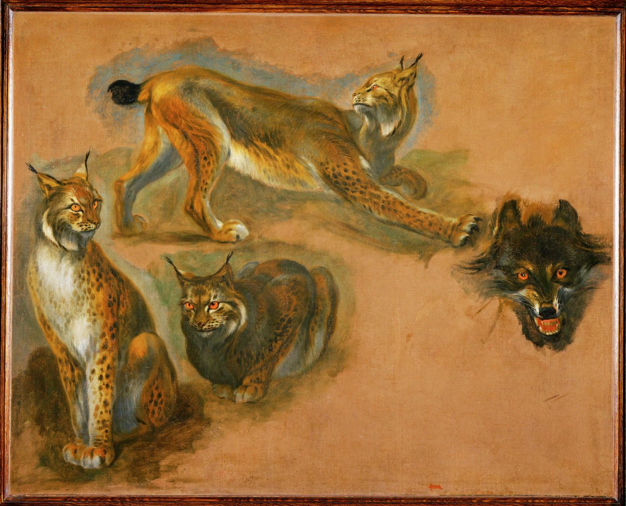 Ein Luchs, Kopf eines Wolfes von Pieter or Peter Boel