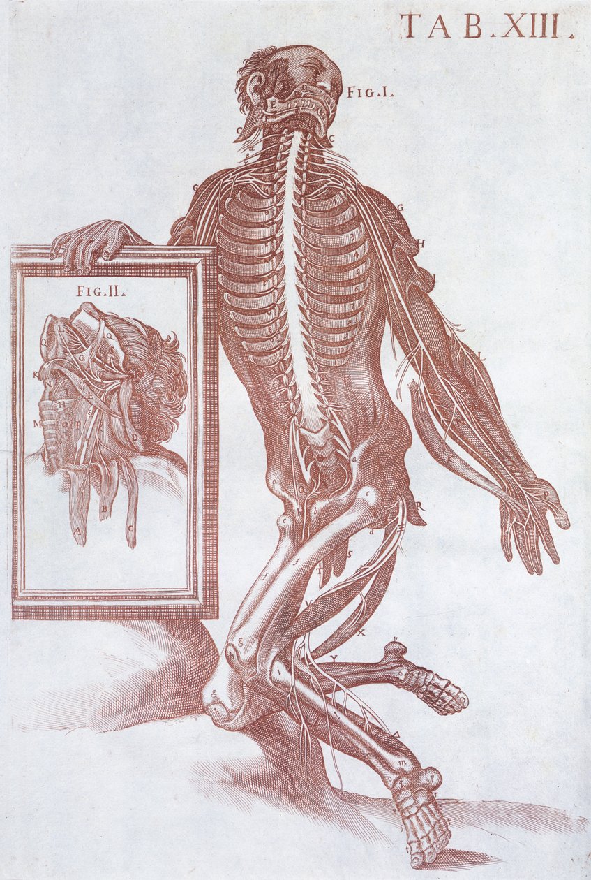 Anatomische Figur, aus 