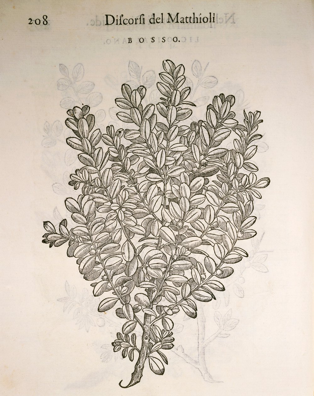 Buchsbaum (Buxus sempervirens) von Pietro Andrea Mattioli