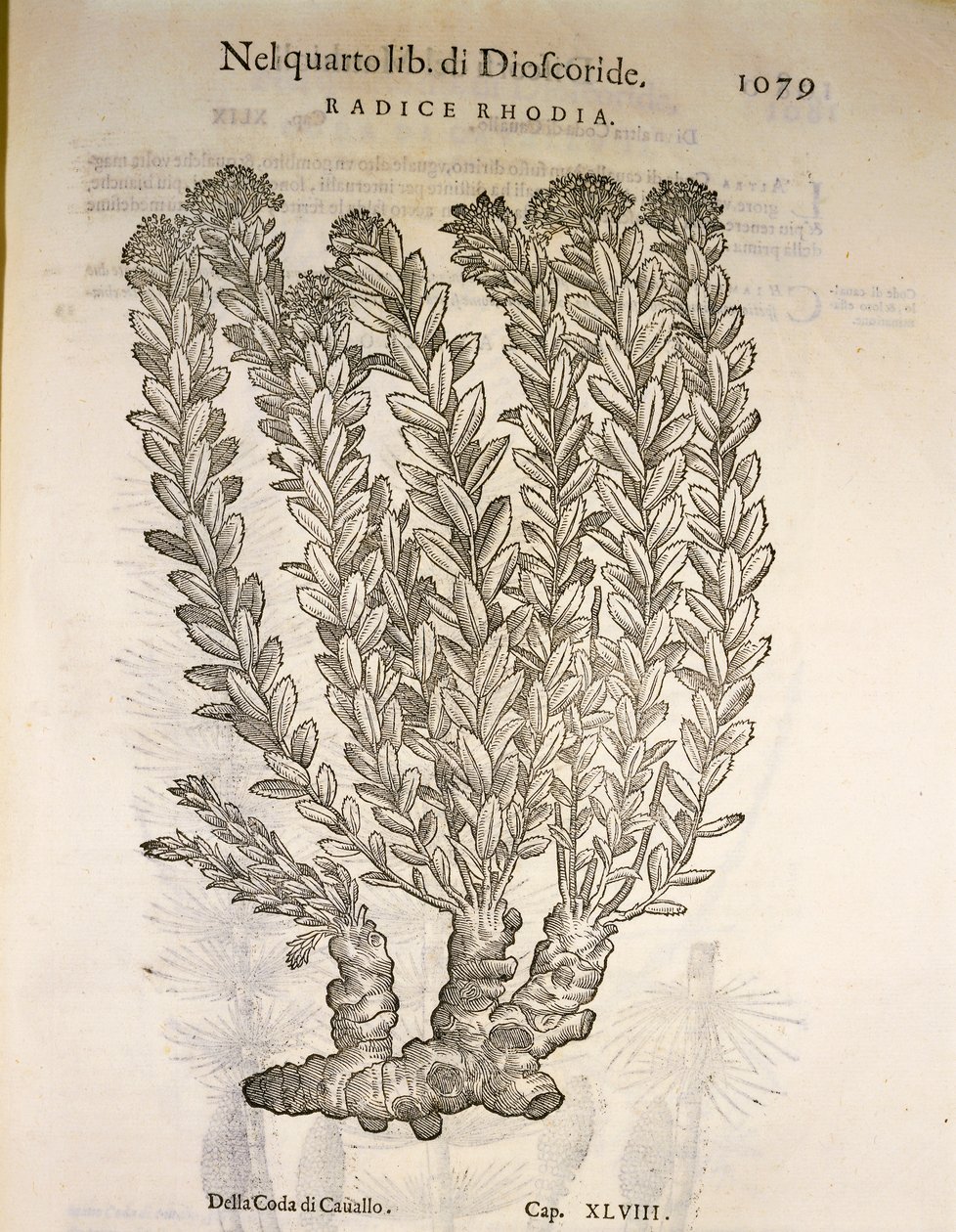 Goldene Wurzel oder Rosenwurz (Rhodiola rosea), Gravur von Pier Andrea Mattioli von Pietro Andrea Mattioli