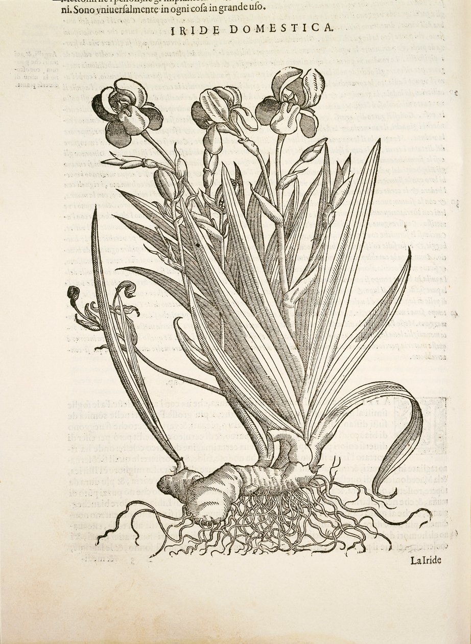 Iris (Iride domestica), Gravur von Pier Andrea Mattioli von Pietro Andrea Mattioli