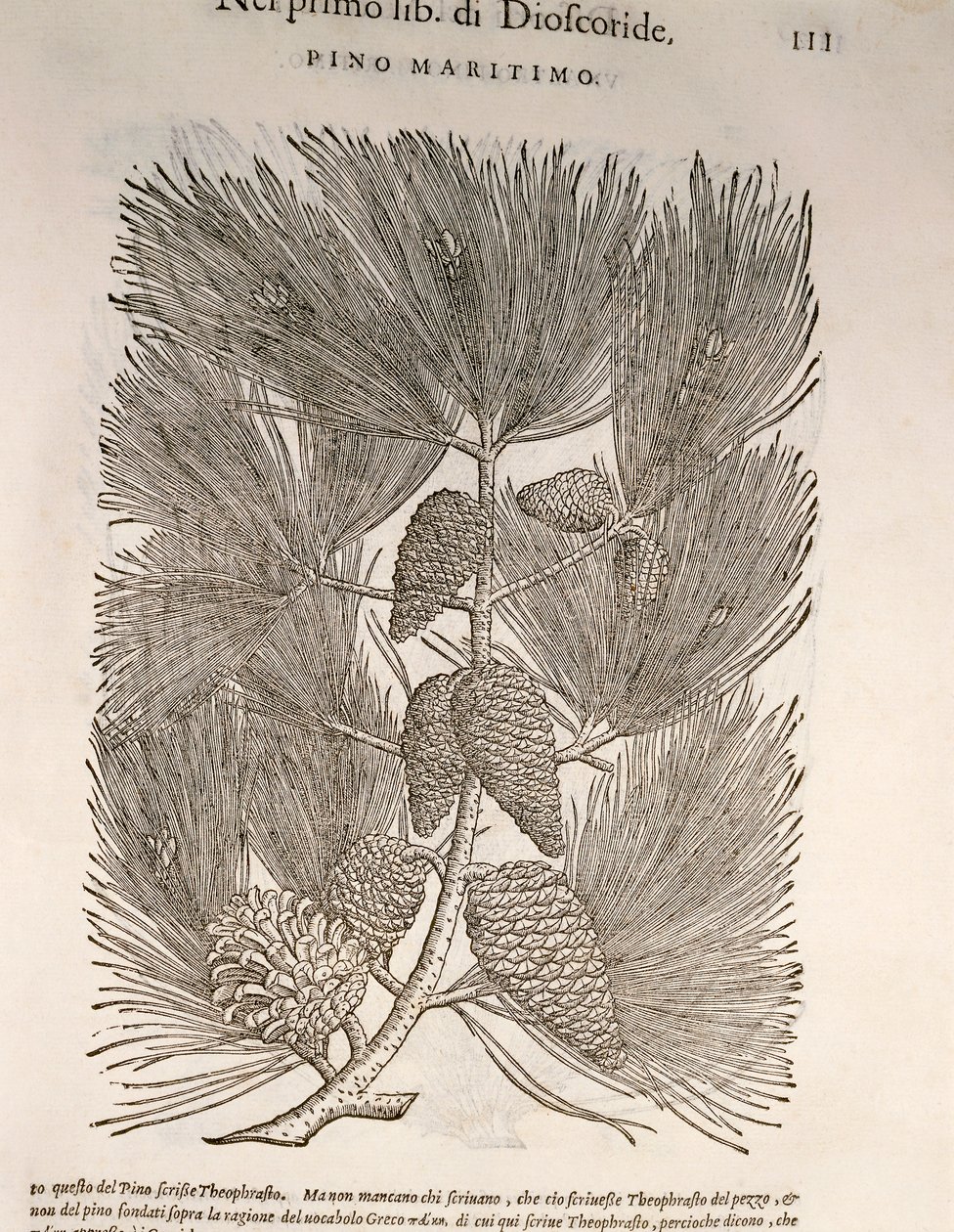 Seekiefer (Pinus pinaster), Gravur von Pier Andrea Mattioli von Pietro Andrea Mattioli