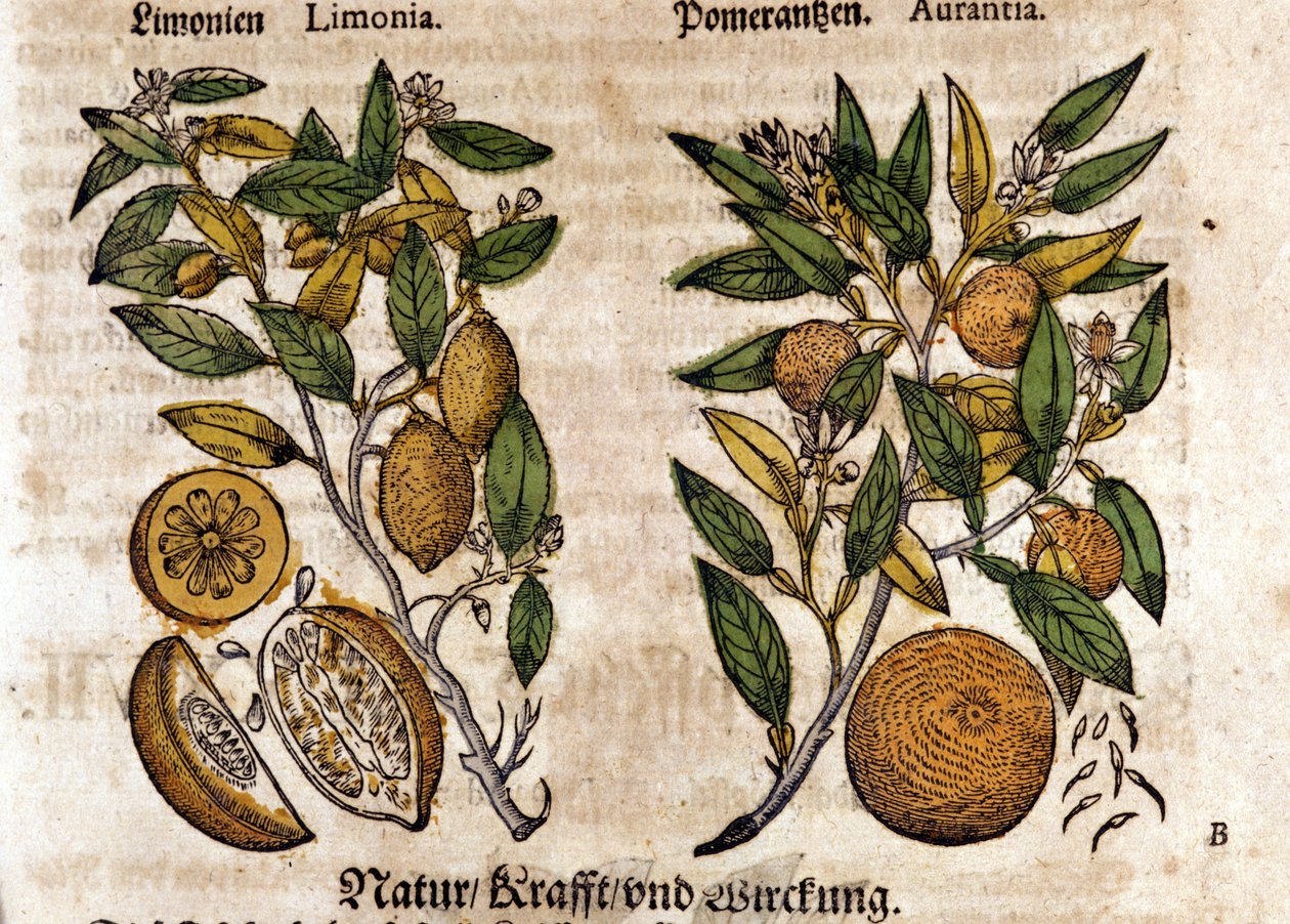 Die Zitrusfrüchte. Orangen- und Zitronenbaum. Gravur - in „Kreutterbuch Dess Hochgelehrten unnd weitberuhmten Herrn D. Petri Andreae Matthioli“ von Pietro Andrea Mattioli (Matthiole) (1500-1577). Frankfurt von Pietro Andrea Mattioli