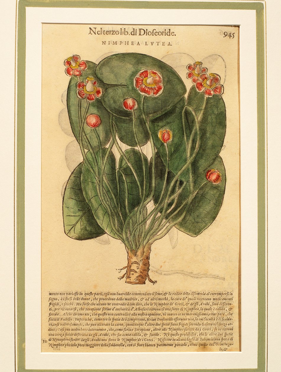 Gelbe Teichrose (Nymphaea lutea), kolorierte Gravur von Pietro Andrea Mattioli