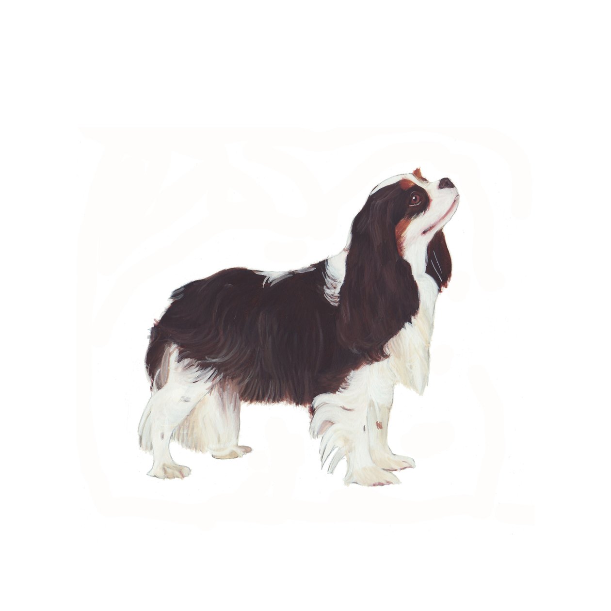 Cavalier King Charles Spaniel von Polly Horner