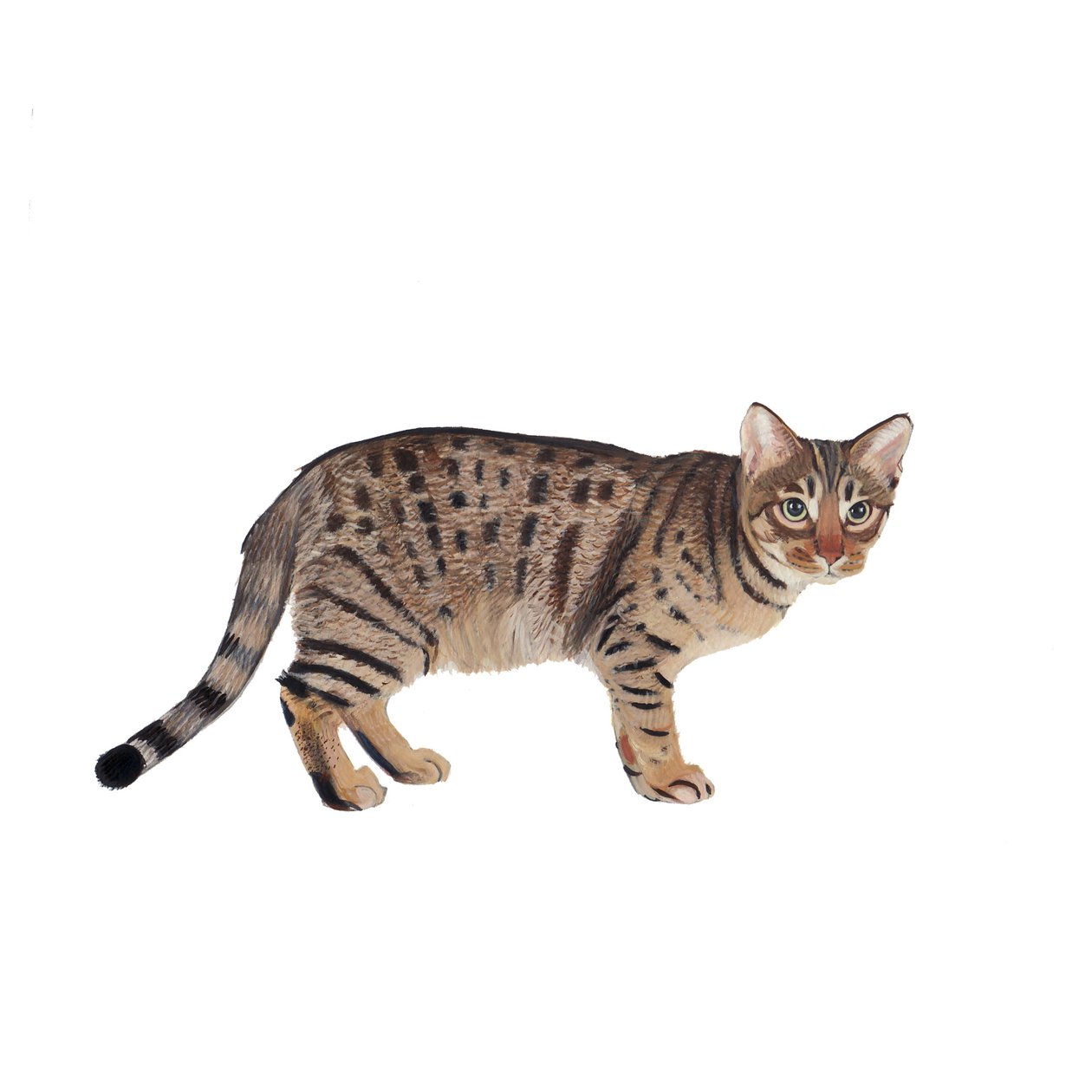 Ocicat, 2014 von Polly Horner