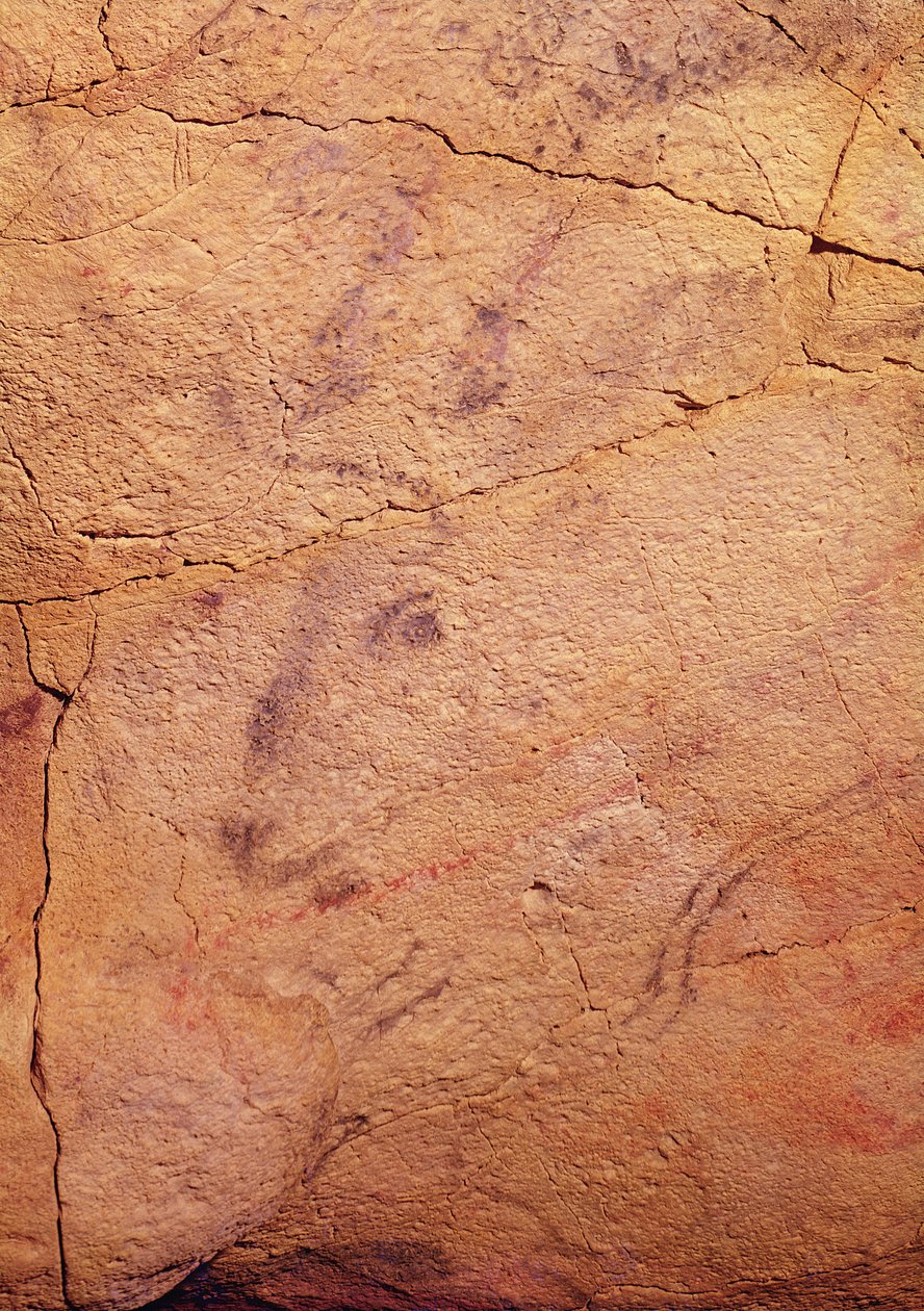 Kopf eines kleinen Hirsches, aus den Höhlen von Altamira, ca. 15000-8000 v. Chr. (Höhlenmalerei) von Prehistoric