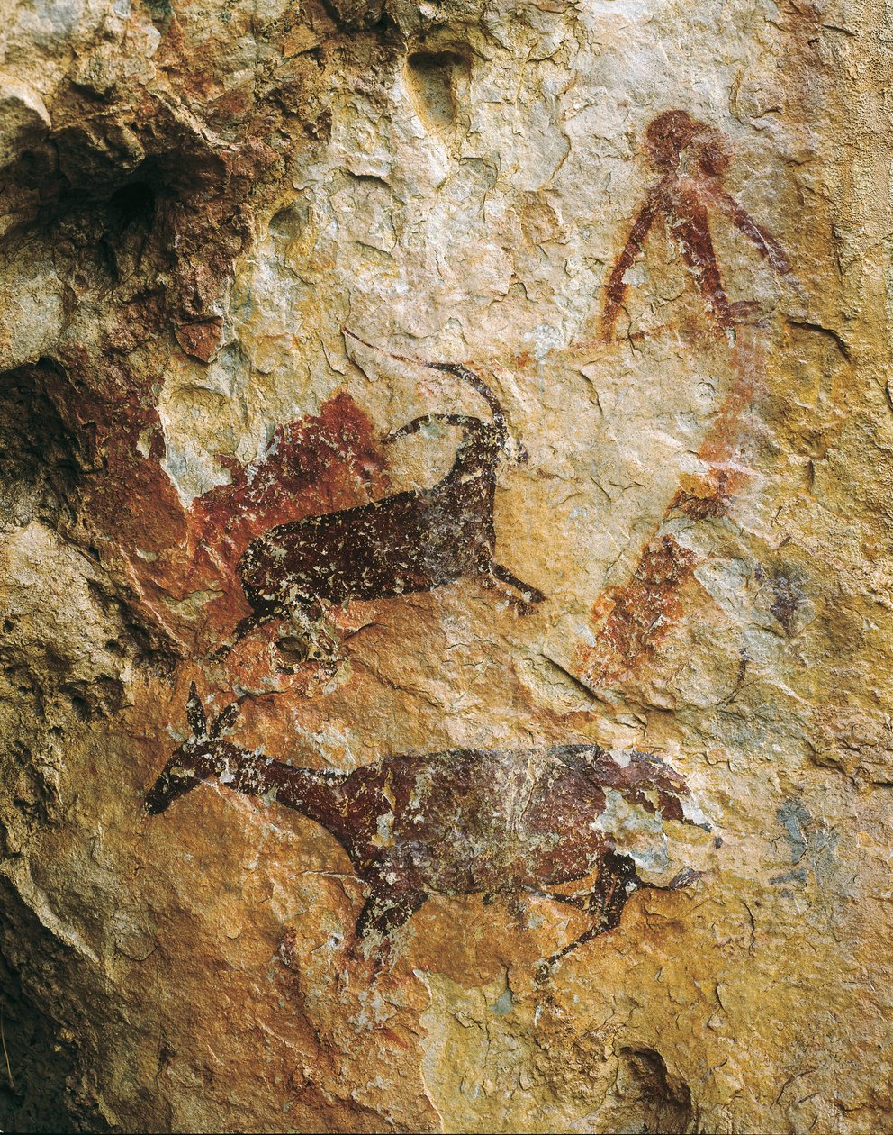 Jagdszene mit einem Hirsch und einem Steinbock (25000-15000 v. Chr.). Oberes Paläolithikum. El Perello, Höhle von La Cabra Freixet. von Prehistoric Prehistoric