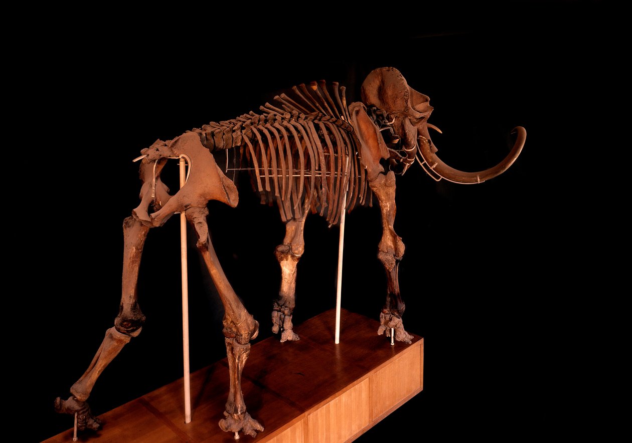 Prähistorie, Dinosaurier: Mammutskelett, Paris, Naturkundemuseum von Prehistoric Prehistoric