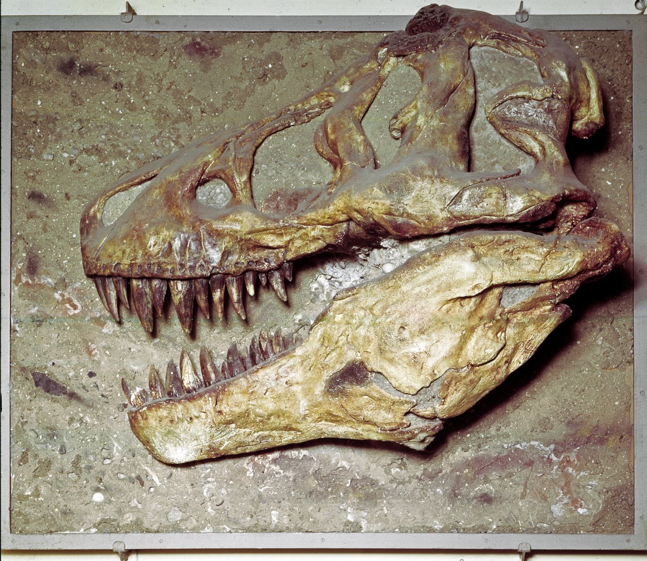Dinosaurierschädel Tyrannosaurus rex (T Rex oder Tyrannosaurier). Kreidezeit. Museo civico di storia naturale, Mailand von Prehistoric Prehistoric