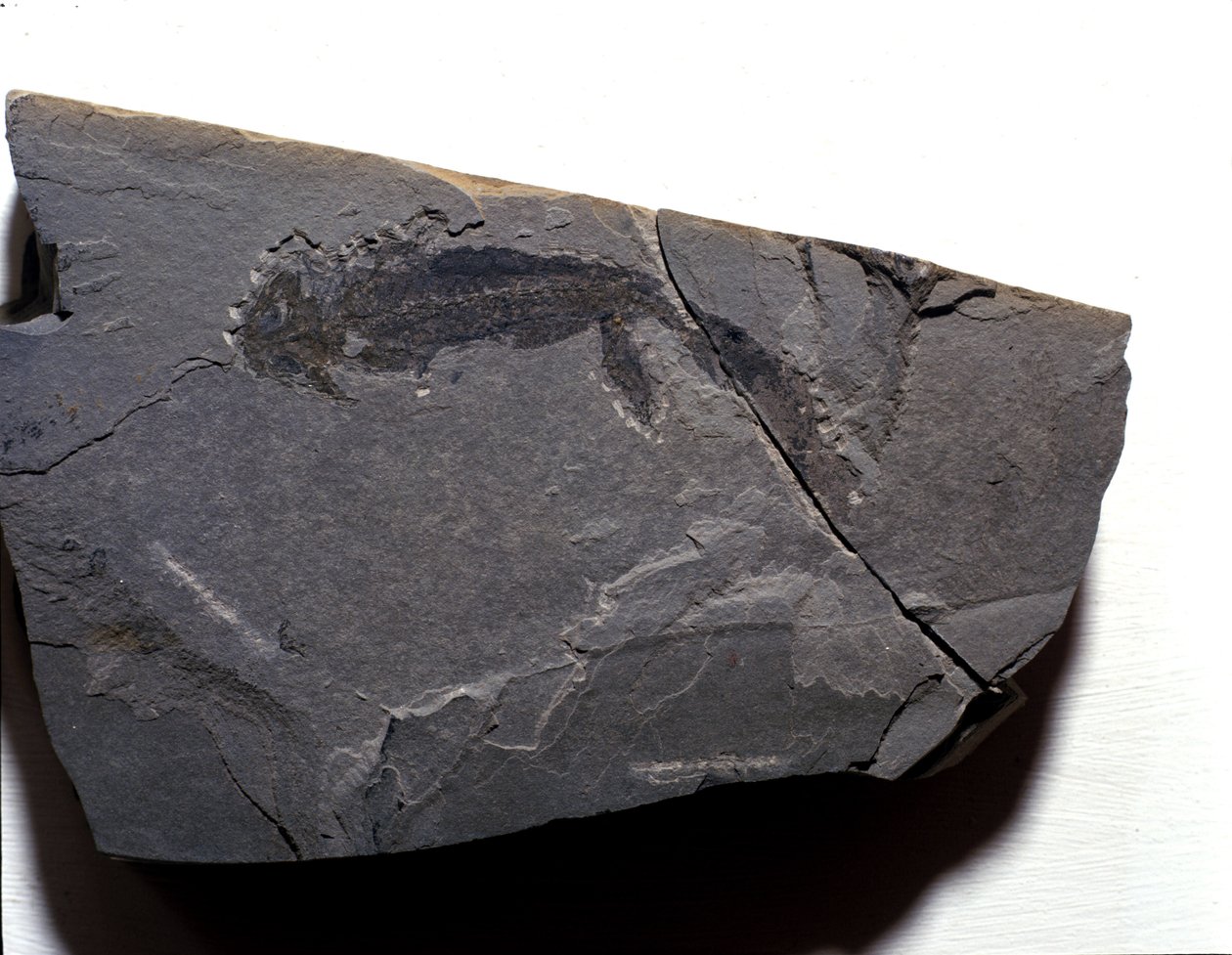 Vorgeschichte: Perm, Paläozoikum. Branchiosaurus (Brachiopode) Fossil. Fund in Rotliegen in Deutschland von Prehistoric Prehistoric