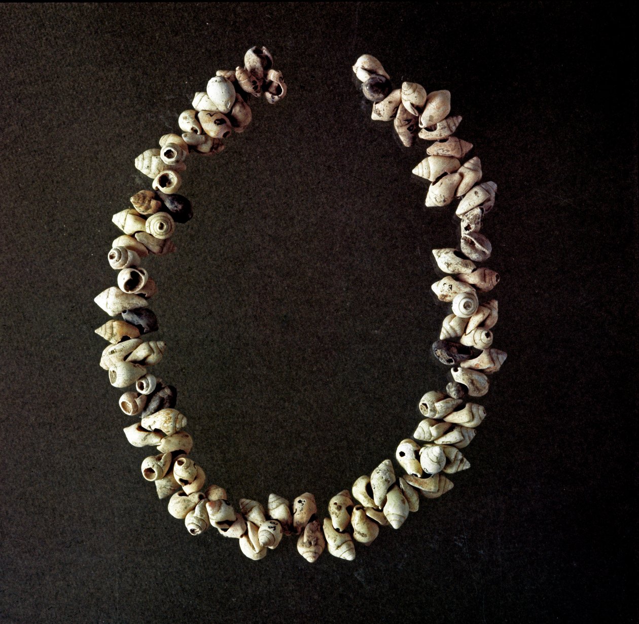 Vorgeschichte, Steinzeit: Muschelkette aus der Höhle von Polesine, Venetien. Mittleres Neolithikum. Rom, Museo Nazionale Preistorico Etnografico Luigi Pigorini von Prehistoric Prehistoric