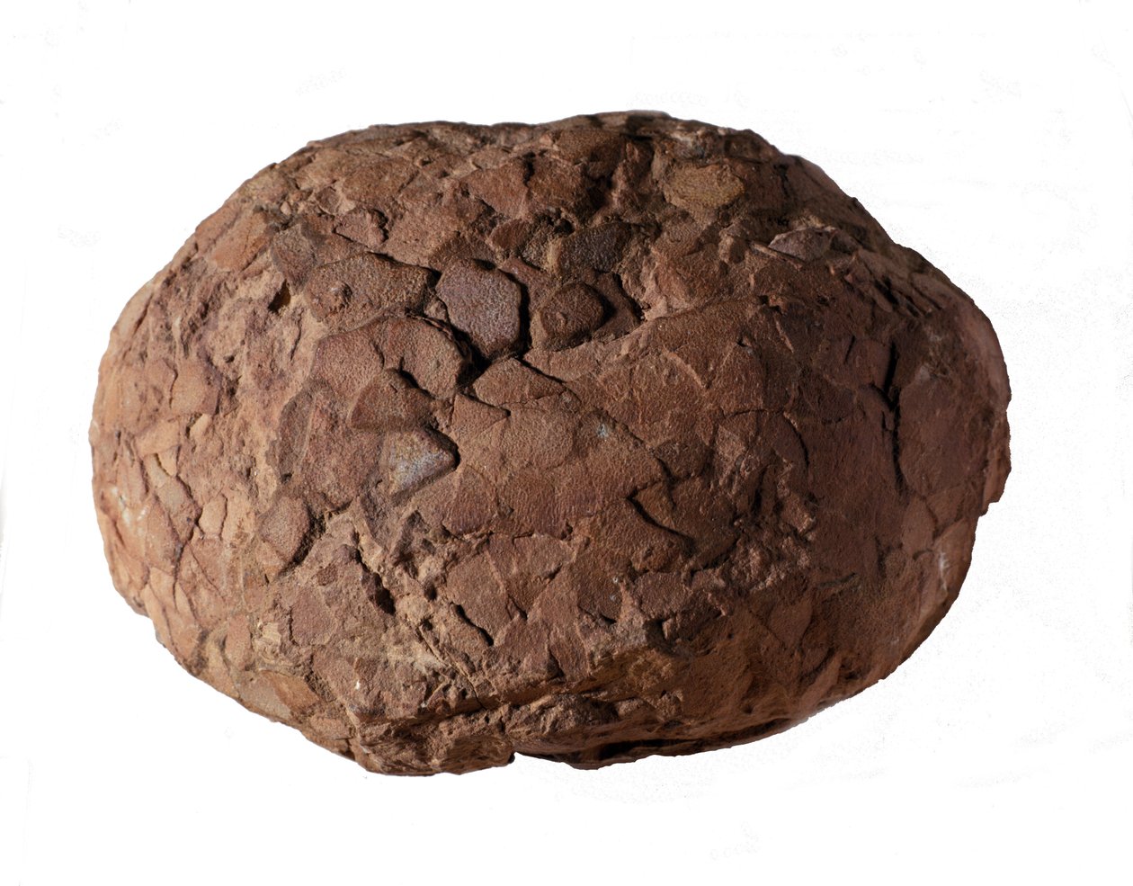 Urgeschichte: Dinosaurierei in der Provence gefunden. Mesozoikum, Jura von Prehistoric Prehistoric
