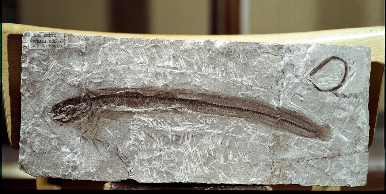 Vorgeschichte: Fischfossil Eomirus Formosissimus aus der Fundstelle Monte Bolca (Italien). Eozän. Museo civico di storia naturale, Mailand von Prehistoric Prehistoric