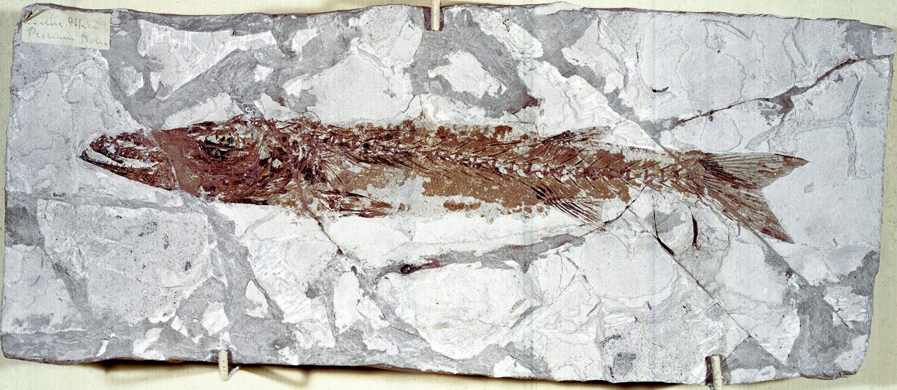 Prähistorie: Fischfossil Sphyraena Bolcensis aus dem Fundort Monte Bolca von Prehistoric Prehistoric