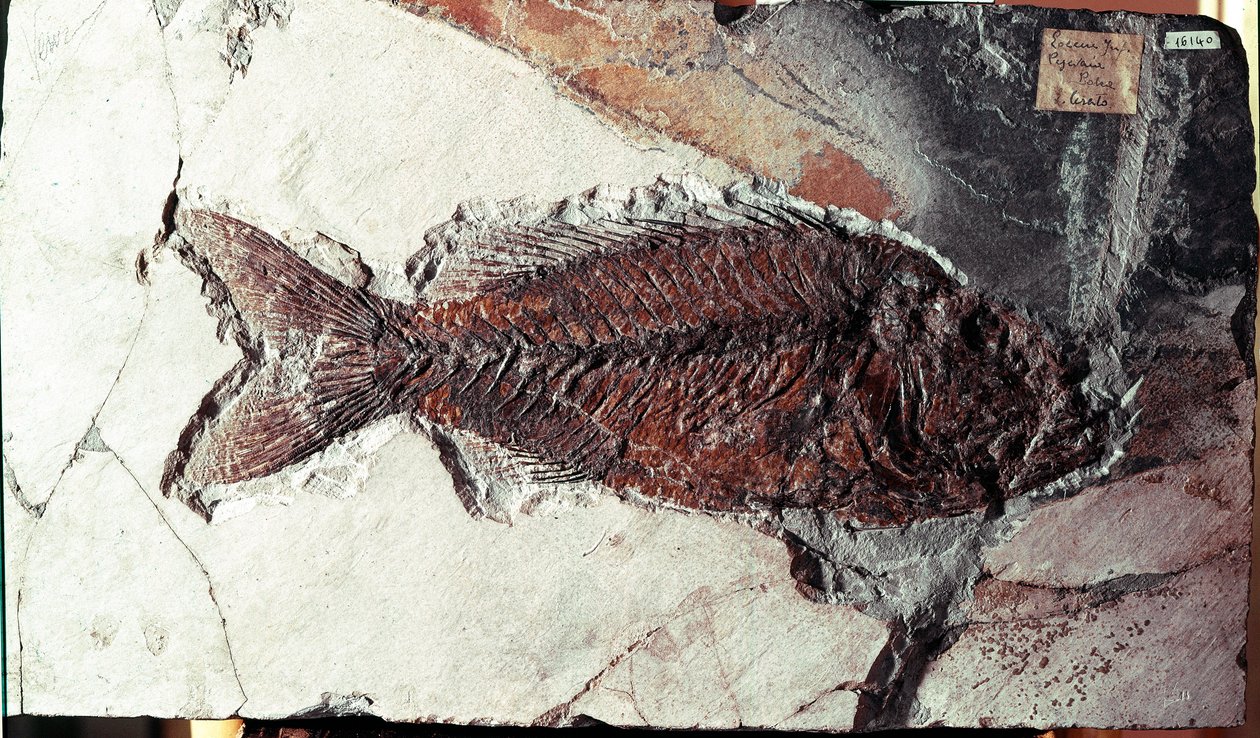 Vorgeschichte: Fossil des Fisches Sparnodus Elongatus aus dem Fundort Monte Bolca (Italien). Eozän. Museo civico di storia naturale, Mailand von Prehistoric Prehistoric