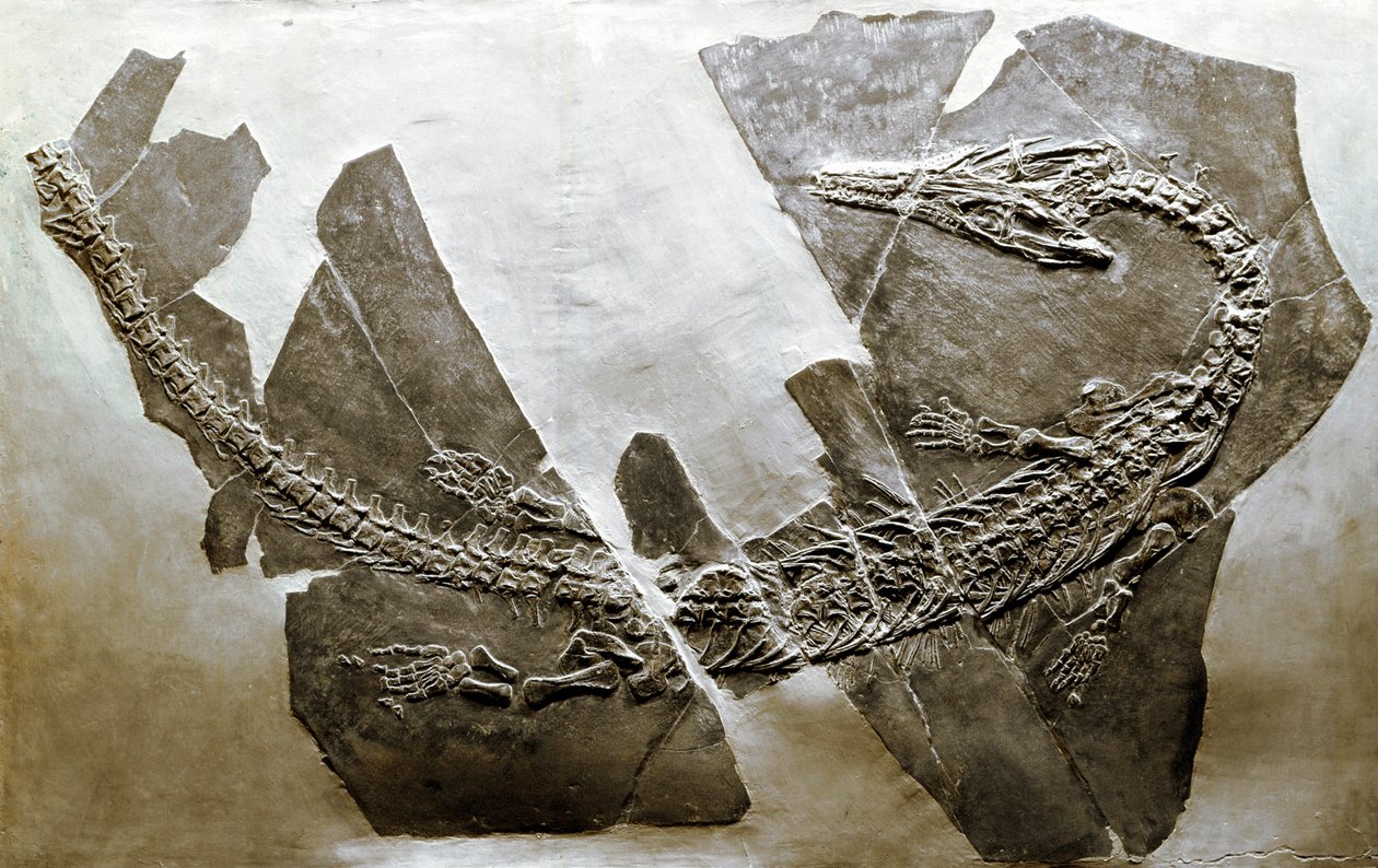 Prähistorie: Fossil des aquatischen Reptils Askeptosaurus italicus aus Besano von Prehistoric Prehistoric