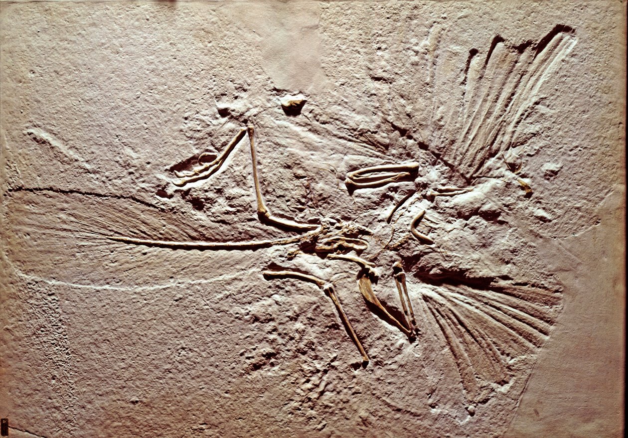 Vorgeschichte: Fossil des Vogels Archaeopteryx Lithographica aus dem Fundort Solnhofen (Deutschland). Oberjura. Museo civico di storia naturale, Mailand von Prehistoric Prehistoric