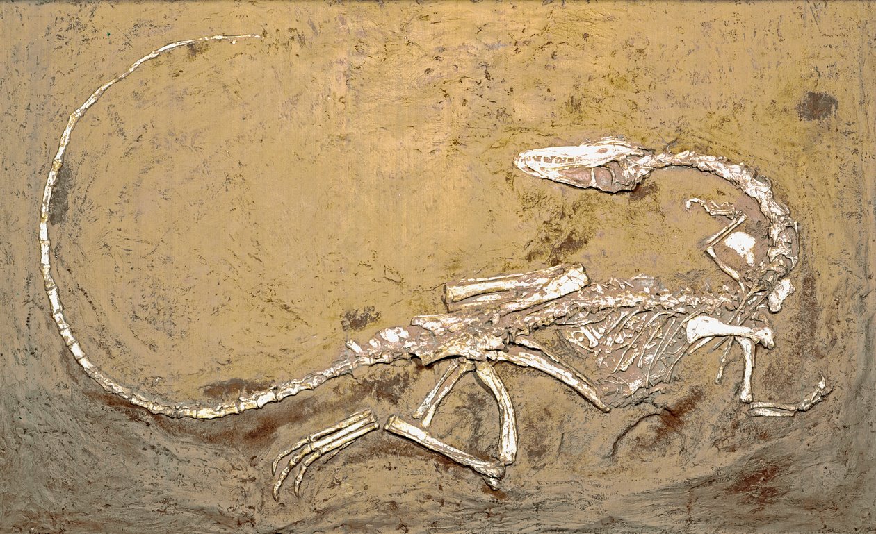 Fossil des Dinosauriers Coelophysis. Periode des oberen Trias. Museo civico di storia naturale, Mailand von Prehistoric Prehistoric