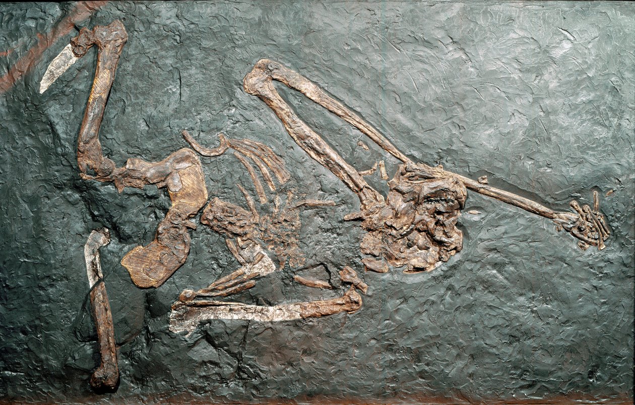 Vorgeschichte: Fossil des großen Primaten Oreopithecus (Oreopithecus bambolii) vom Monte Bamboli (Grosseto). Miozän. Museo civico di storia naturale, Mailand von Prehistoric Prehistoric