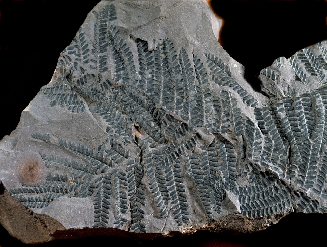 Prähistorie: Periode des höheren Karbon. Fossil von Acitheca Poymorphe aus der Farnfamilie. Fund in Göttelborn in Deutschland von Prehistoric Prehistoric
