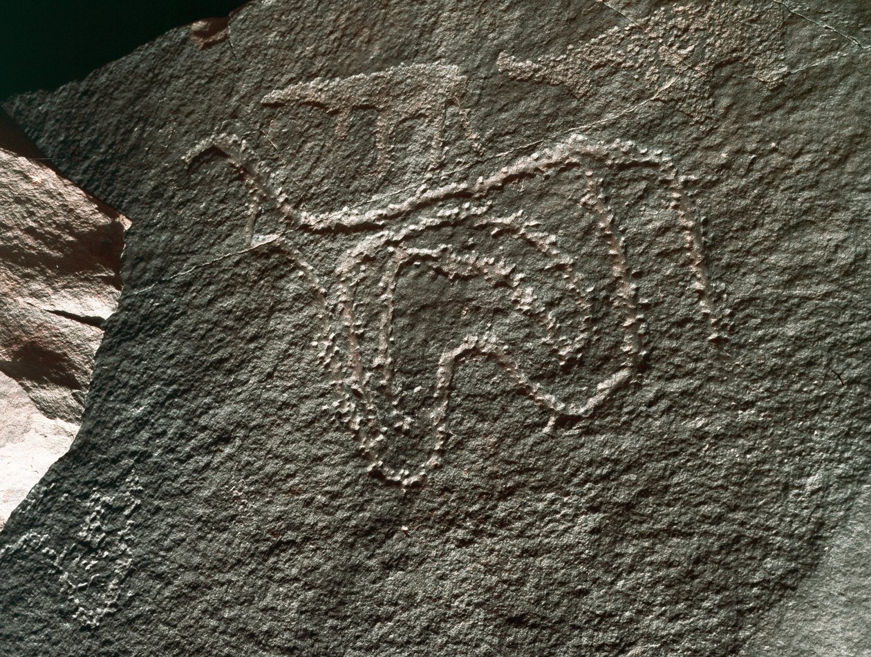 Vorgeschichte, Felskunst: ein gravierter Felsen mit der Darstellung eines Rindes. Tazina-Stil. Steinzeit 5000-2000 v. Chr. Taghit, Hochplateau des Hoggar (Ahaggar), Algerien von Prehistoric Prehistoric