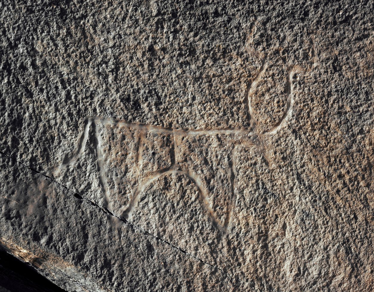 Urgeschichte, Felskunst: Gravur eines Rindes. Tazina-Stil. Steinzeit 5000-2000 v. Chr. Taghit, Hochplateau des Hoggar (Ahaggar), Algerien von Prehistoric Prehistoric