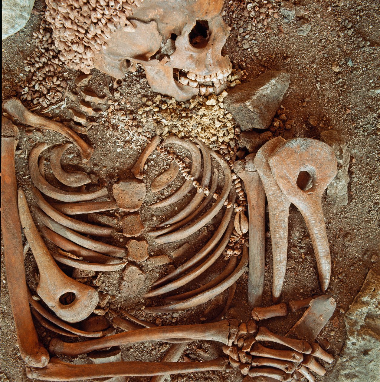 Prähistorie: Skelett und Grabbeigaben eines Jugendlichen, genannt der junge Prinz, aus der Höhle der Arene Candide (Finale Ligure): Halskette aus Muscheln, Hirschhorn und Feuerstein. Steinzeit, Oberes Paläolithikum. Genua, Museo di archeologia Ligure von Prehistoric Prehistoric
