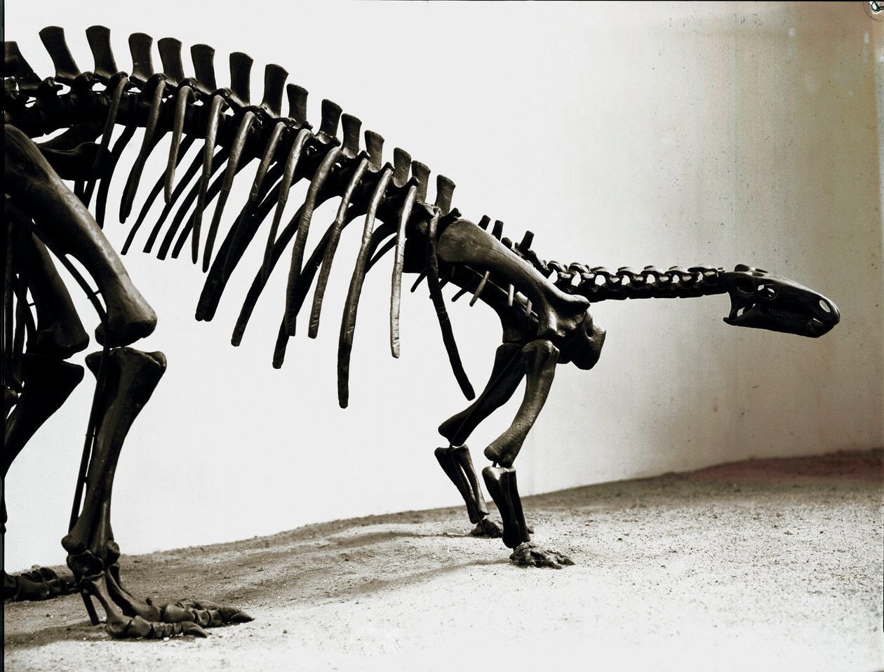 Prähistorie: Skelett des Camptosaurus-Dinosauriers (Camptosaurus Browni). Periode des Oberjura. Museo civico di storia naturale, Mailand von Prehistoric Prehistoric
