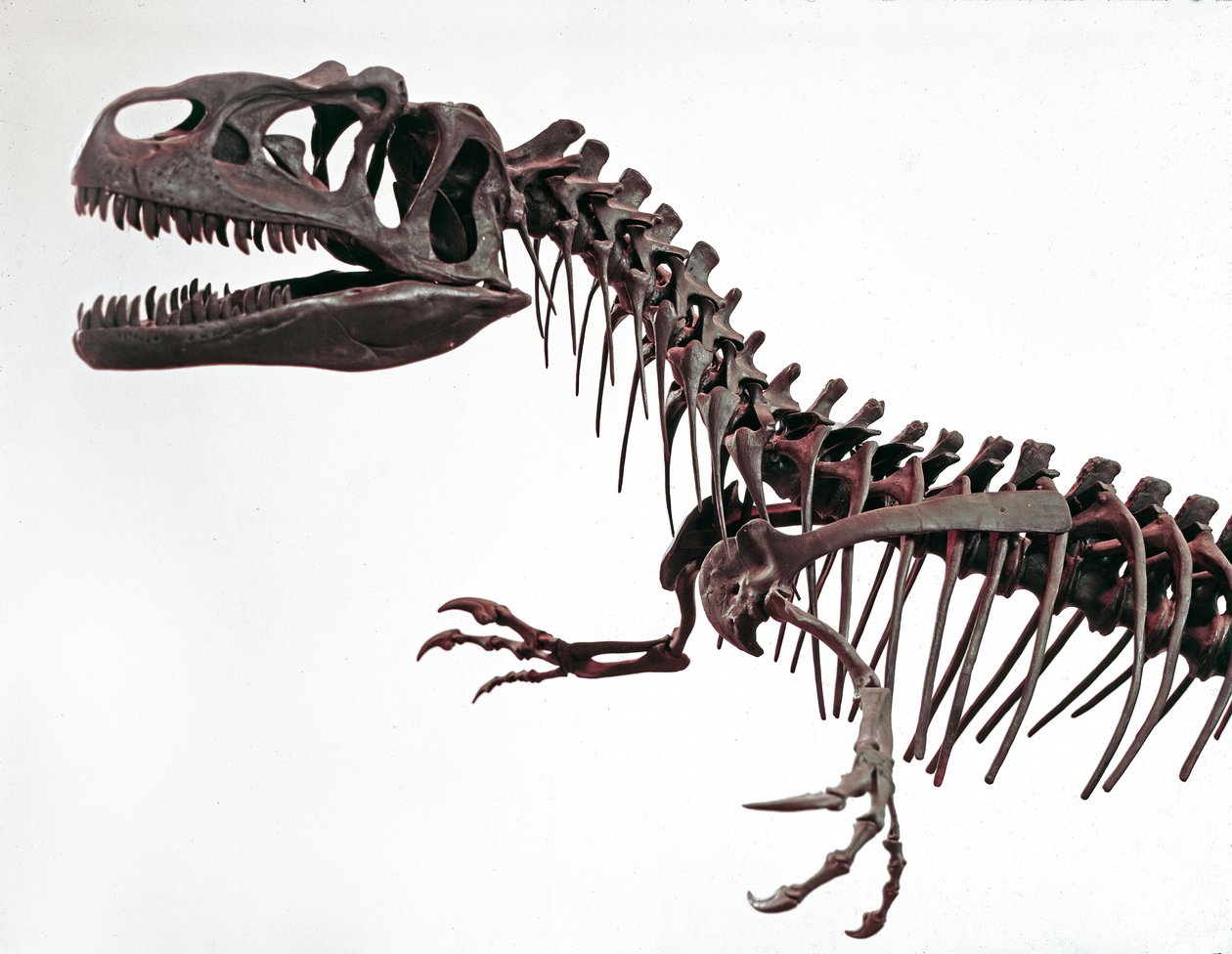 Vorgeschichte: Skelett des Dinosauriers Allosaurus fragilis. Oberjura. Museo civico di storia naturale, Mailand von Prehistoric Prehistoric