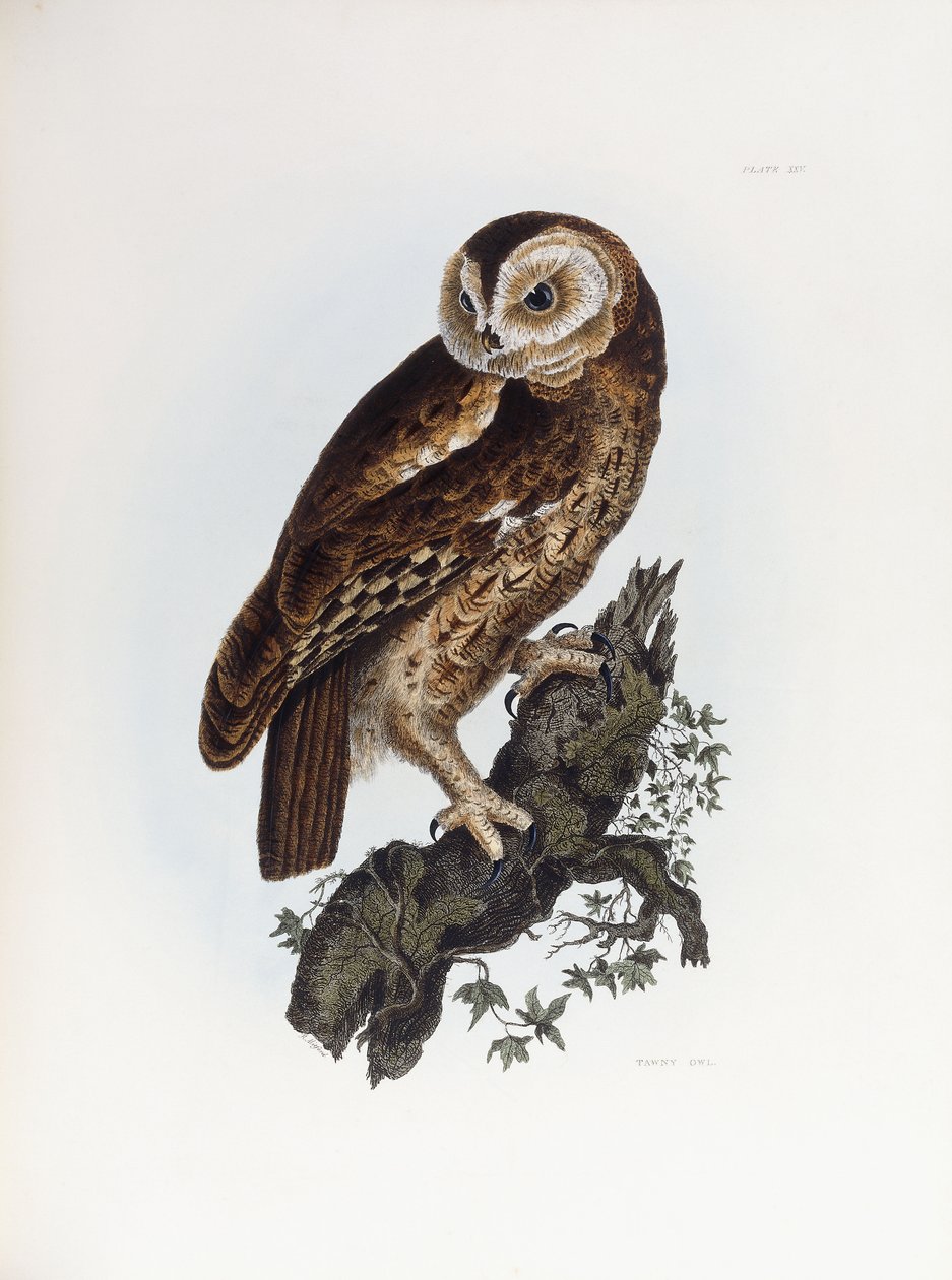 Waldkauz, 1841 von Prideaux John Selby