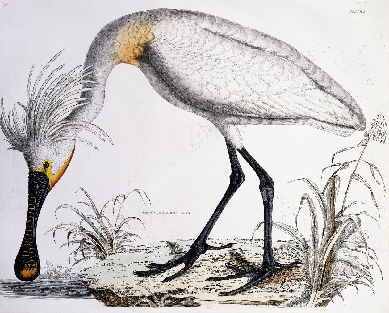 Weißer Löffler, 1834 von Prideaux John Selby