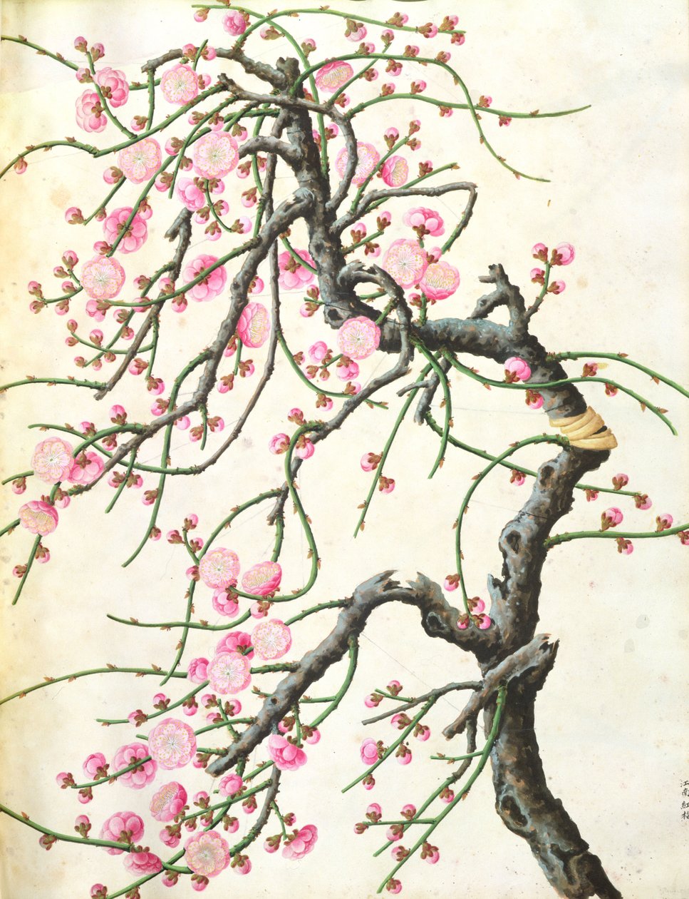 Pfirsichblüte von Qing Dynasty Chinese School