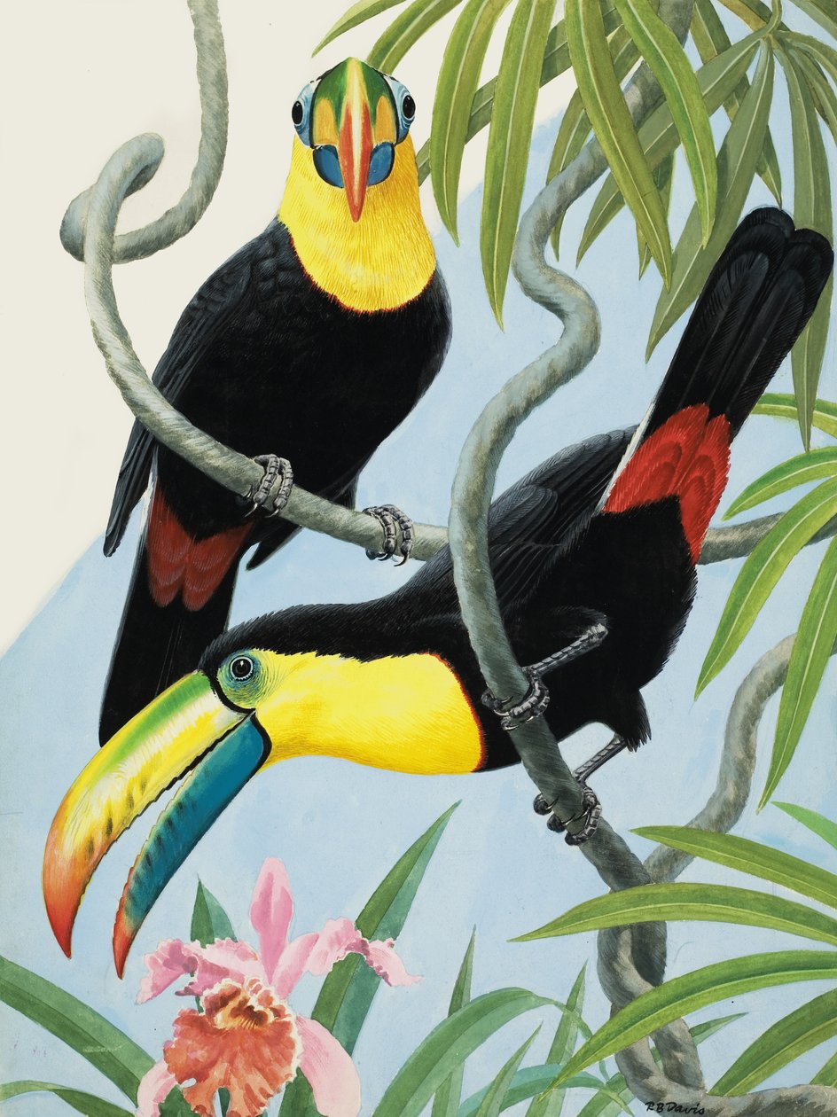 Vögel mit großen Schnäbeln von R.B. Davis