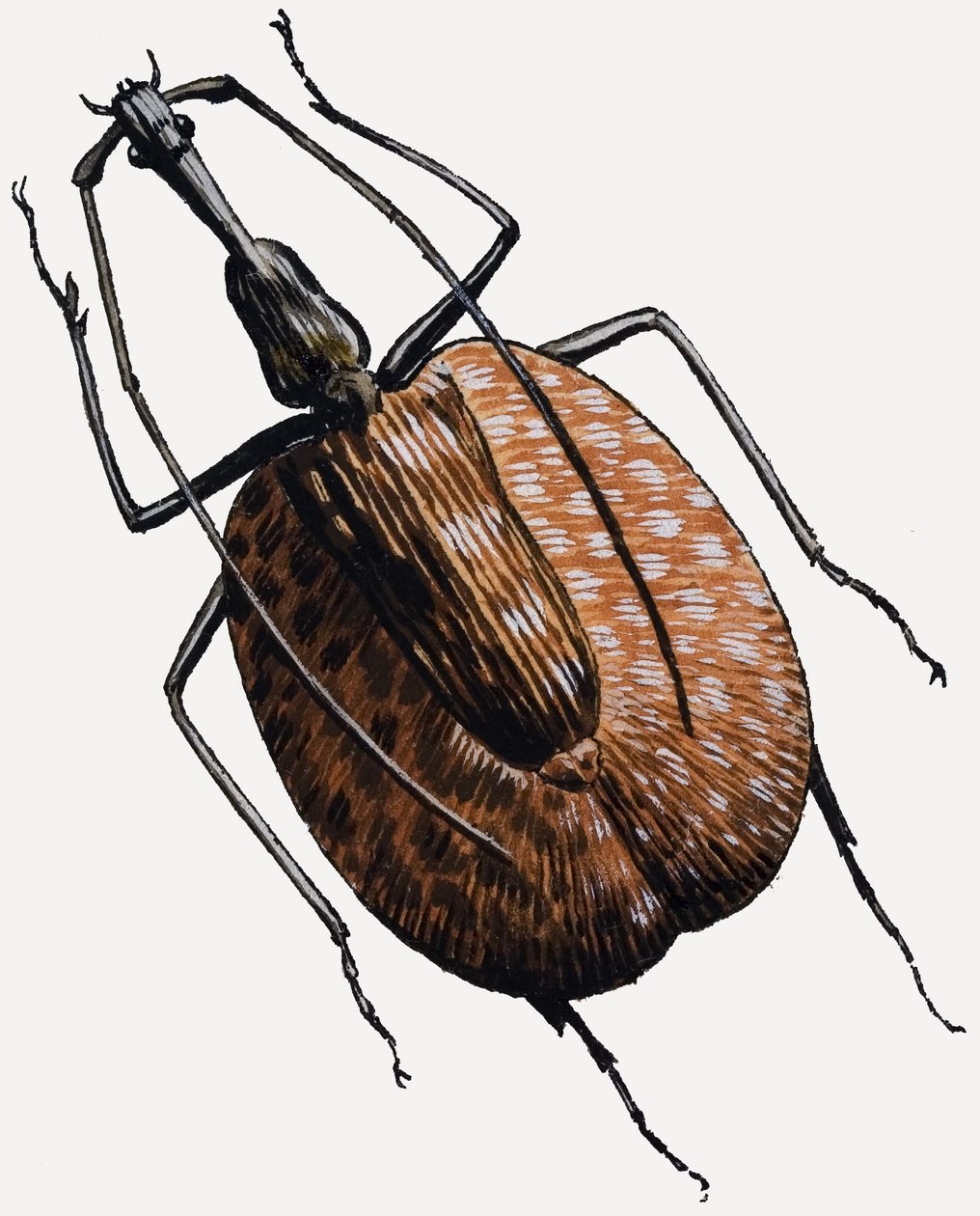 Rüsselkäfer, aus der Familie der Käfer von R.B. Davis
