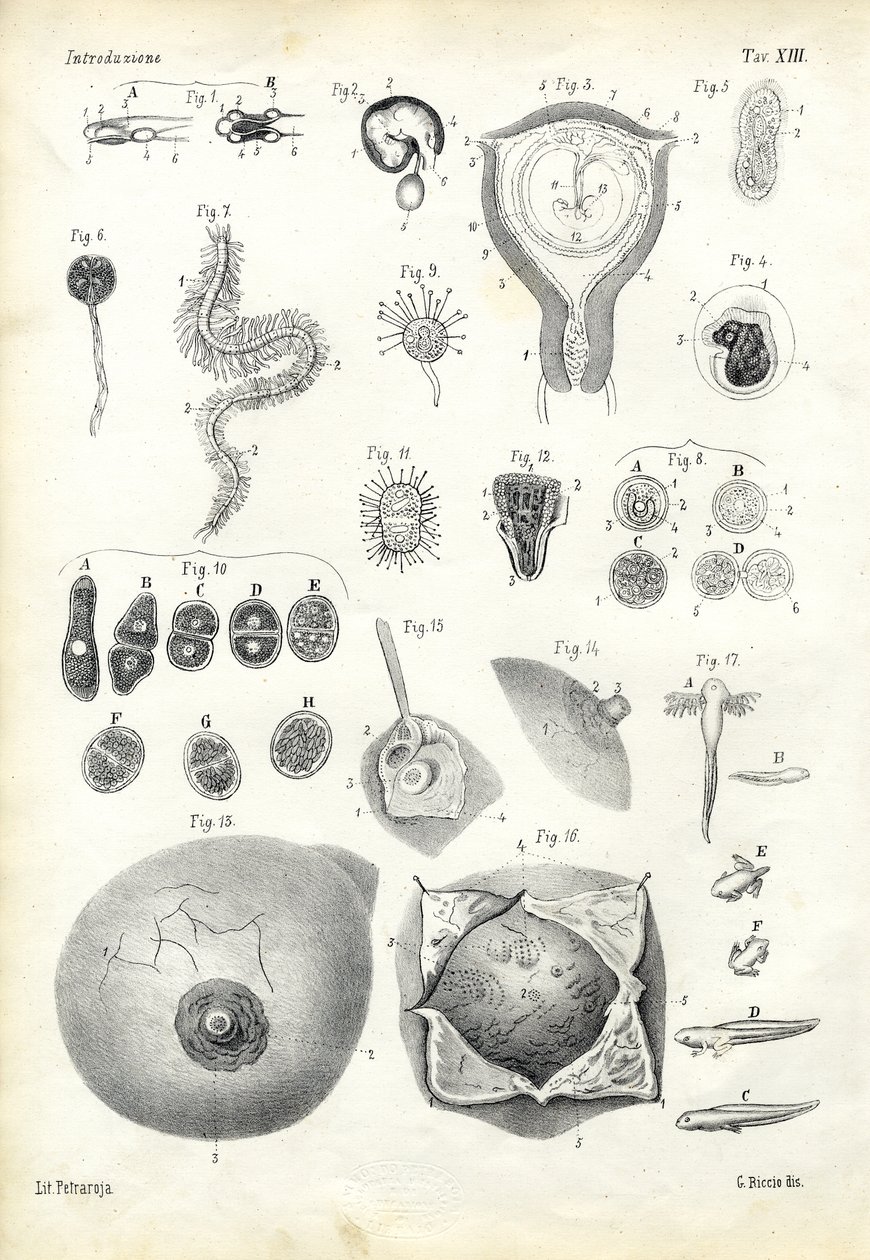 Entwicklung, 1863-79 von Raimundo Petraroja