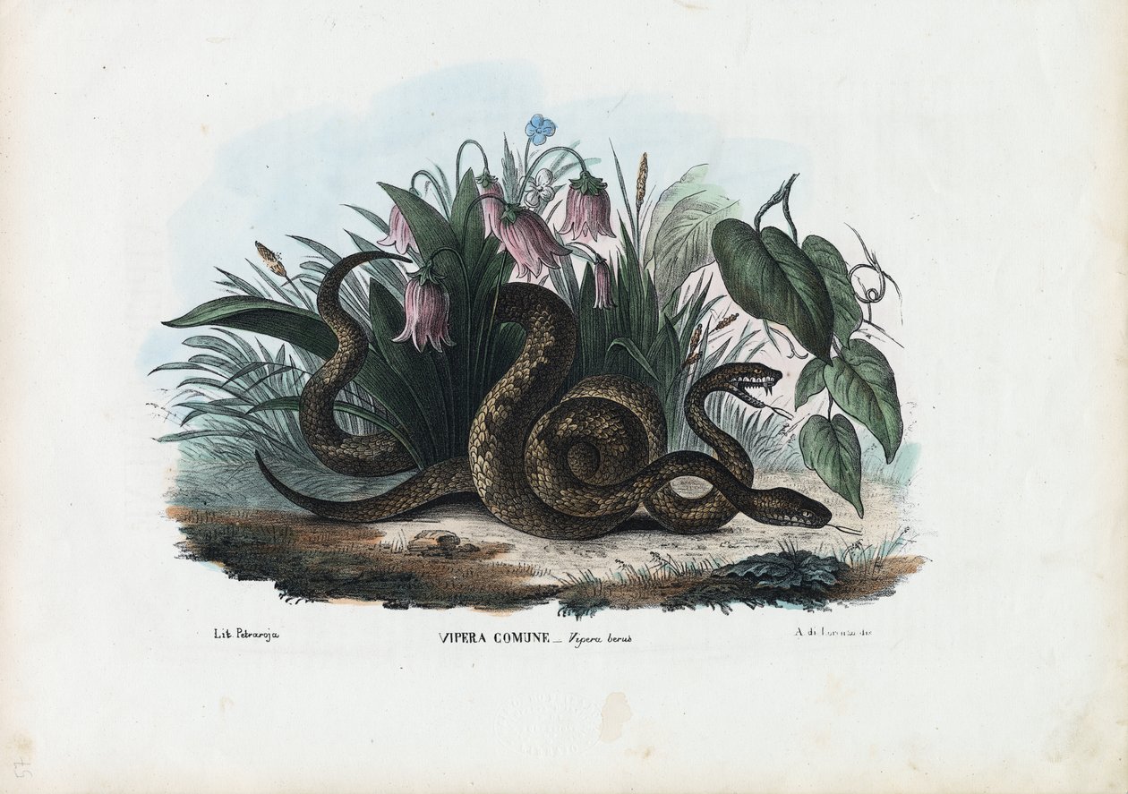 Europäische Kreuzotter, 1863-79 von Raimundo Petraroja
