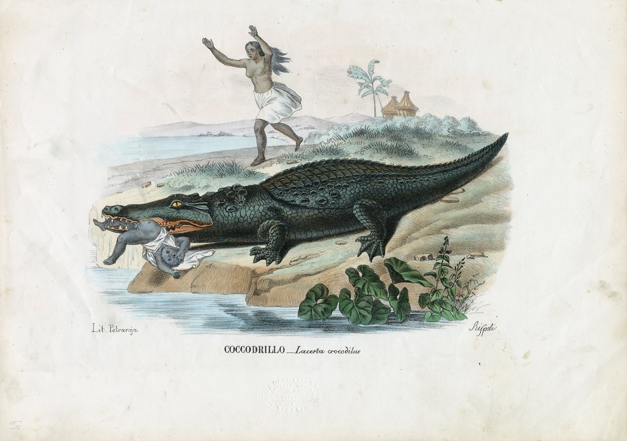 Brillenkaiman, 1863-79 von Raimundo Petraroja