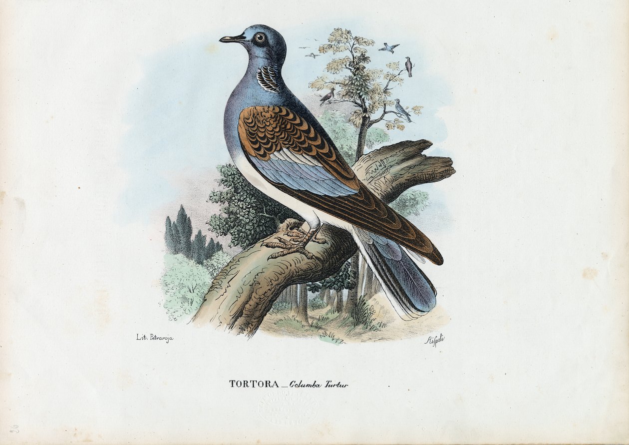 Europäische Turteltaube, 1863-79 von Raimundo Petraroja