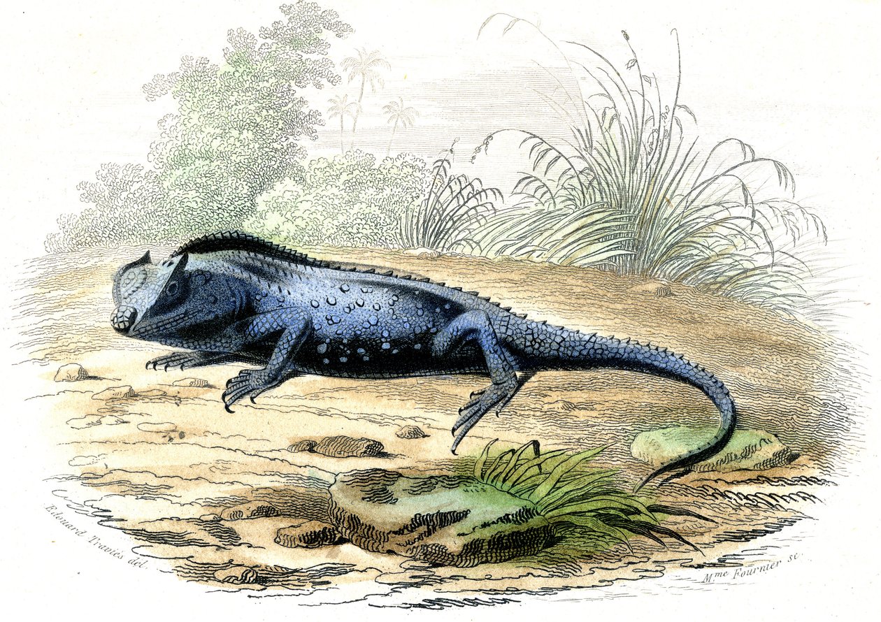La head fourchue (Lyriocephalus margaritaceus) - Tafel aus Histoire Naturelle von Bernard Germain de Lacepede, Ausgabe P.Furme, Paris von Raimundo Petraroja