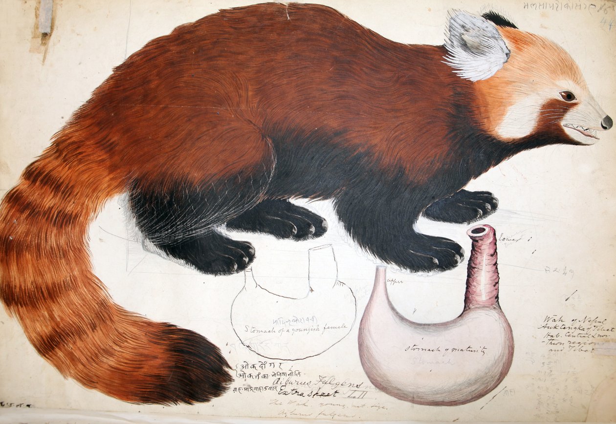 Hodgson Manuskripte Roter Panda, 1831-47 von Raj Man Singh