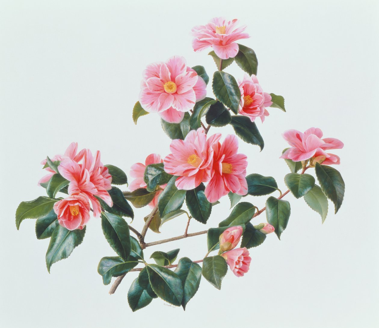 Kamelie Japonica Tricolor von Raymond Booth