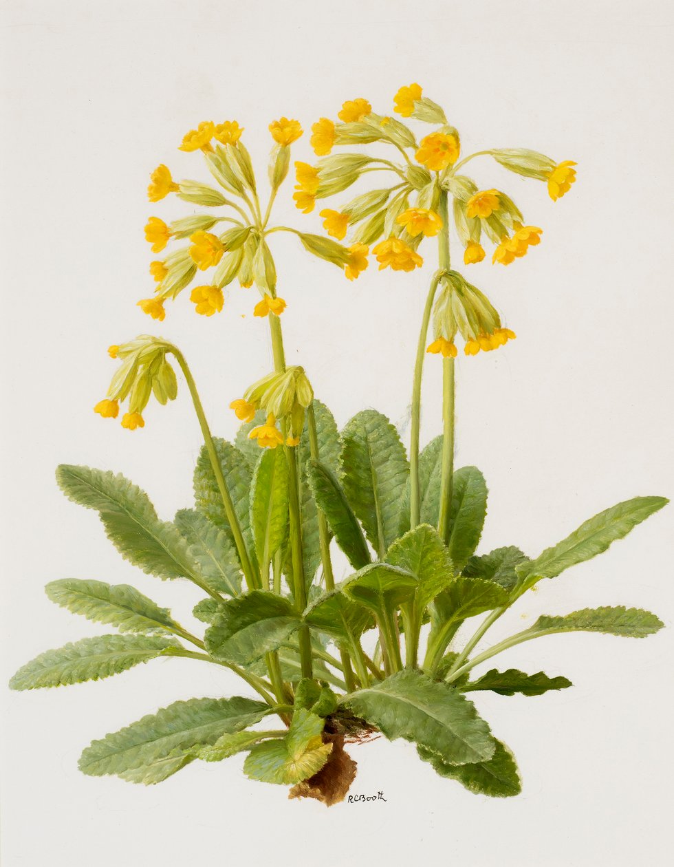 Schlüsselblumen von Raymond Booth
