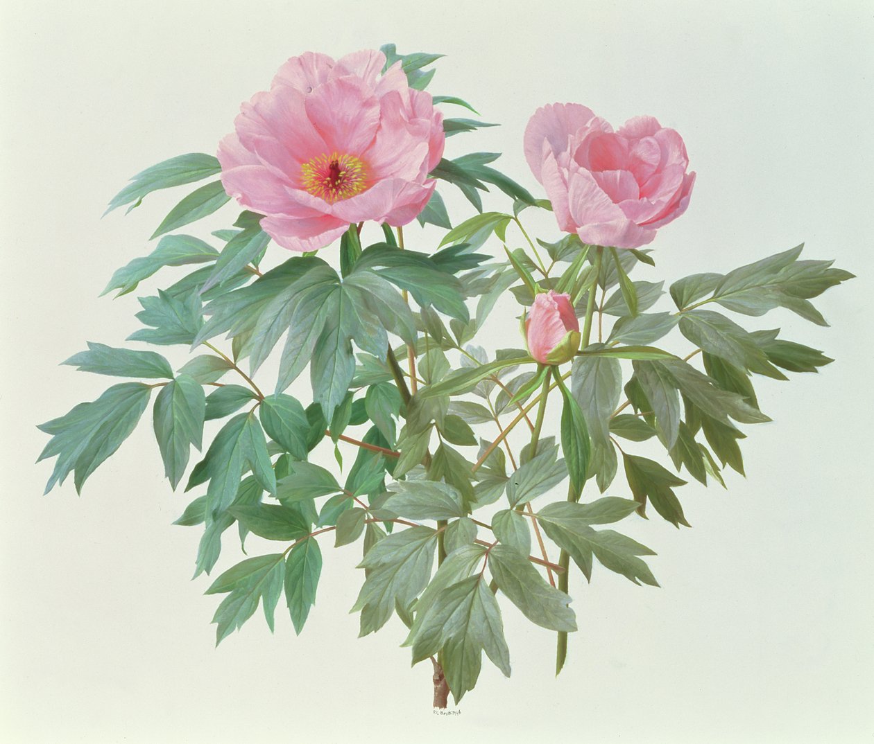 Japanische Baum-Pfingstrose von Raymond Booth