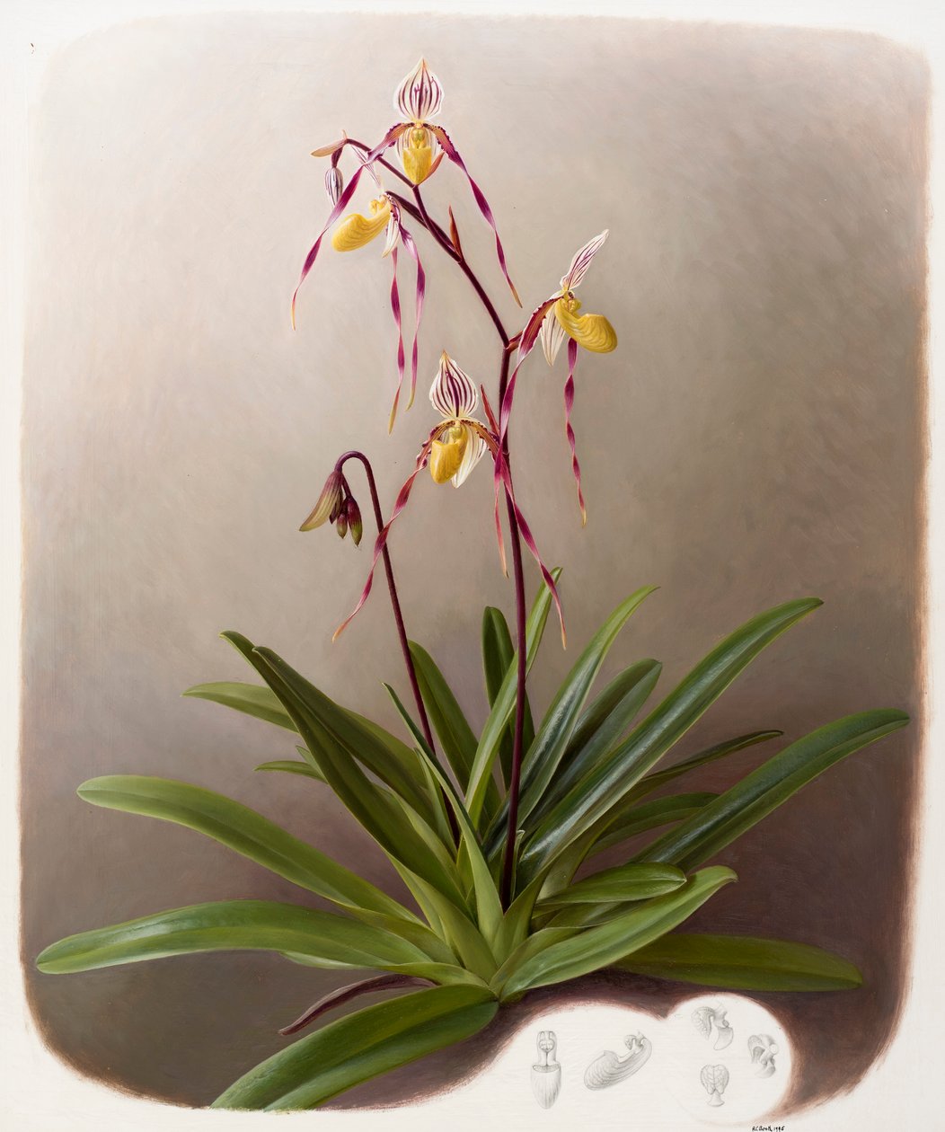 Orchidee von Raymond Booth